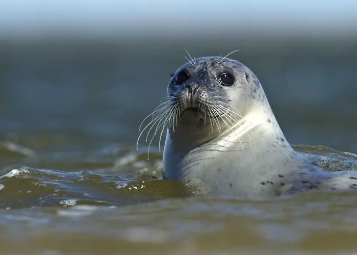 Byferie База отдыха